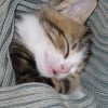 Photo de Dixie