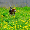 Photo de Nala