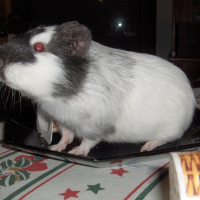 Photo de profil de Chipie