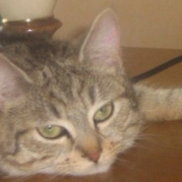 Photo de profil de Tara