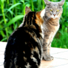 Photo de Gribouille
