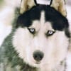Photo de Pacha des loups de la toundra