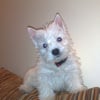Photo de Filou