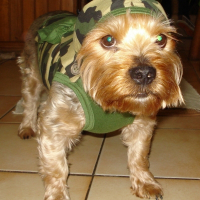 Photo de profil de Chico