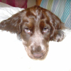 Photo de Danah, Cocker Anglais