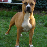 Photo de profil de Ice