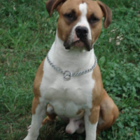 Photo de profil de Baloo