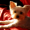 Photo de Lhuna