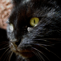Photo de profil de Titi