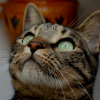 Photo de Vylene