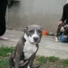 Photo de Dolce