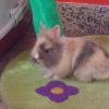 Photo de Cookie