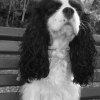 Photo de Vivaldi
