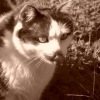 Photo de Ortax