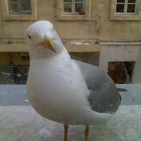 Photo de profil de La mouette