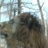 Photo de Mufasa