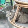 Photo de Bibiche
