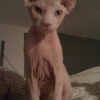 Photo de Mr. zomb bunny, Sphynx