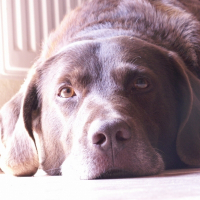 Photo de profil de Scoop