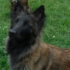Photo de Chana
