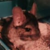 Photo de Gribouille