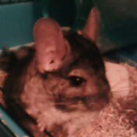 Photo de profil de Gribouille