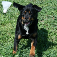 Photo de profil de Bouba