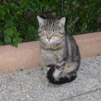 Photo de profil de Nouka