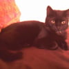 Photo de Gribouille