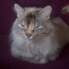 Photo de Poussine