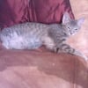 Photo de Nala 