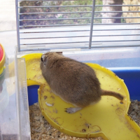 Photo de profil de Gerbille