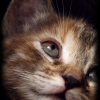 Photo de Clette