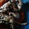 Photo de Zarha, Dalmatien