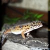 Photo de Gecko