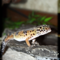 Photo de profil de Gecko