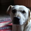Photo de Samba