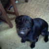 Photo de Chipie