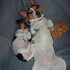 Photo de Dodger