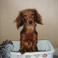 Photo de profil de Coco chanel
