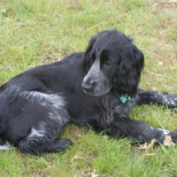 Photo de profil de Duke