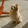 Photo de Athena
