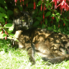 Photo de Duchesse