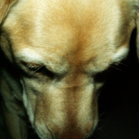 Photo de profil de Ulan