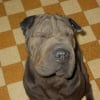 Photo de Candy