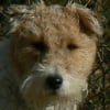 Photo de Milou 