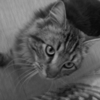 Photo de profil de Nijïi