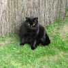 Photo de Apollon, British Shorthair