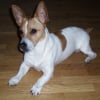Photo de Cidjy, Jack Russell Terrier
