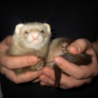 Photo de profil de Kaya